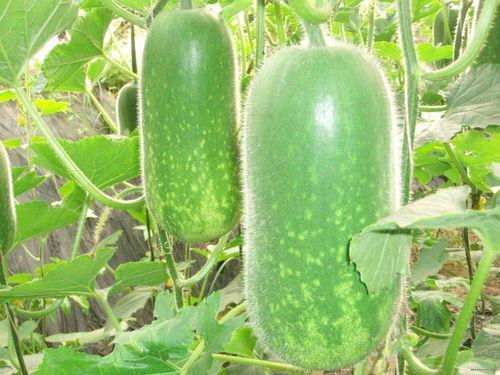 吃瓜大赛每日聚集地,揭秘吃瓜大赛每日聚集地的热门焦点